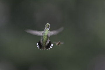 Gunfight in the Garden