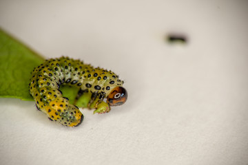 Macro view of one caterpillar eating green leaf. Isolated on white background.