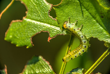 Macro view of one caterpillar eating green leaf in the garden. Blurred background.