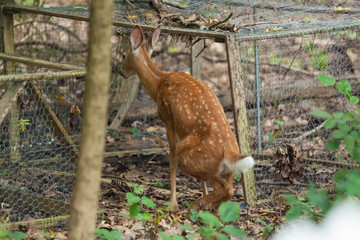 White-tailed Deer Fawn
