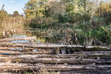Fototapeta na wymiar the river is overgrown with vegetation, ancient destroyed bridge of logs, autumn landscape with a marshy pond, wild nature background