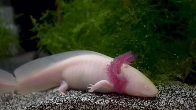 An Axolotl. Also known as a Mexican Salamander (Ambystoma Mexicanum). In aquarium with Java Moss.
