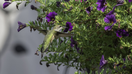 Hummingbird and Calibrachoa