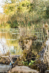 river is overgrown with vegetation, old logs and stumps are overgrown with moss and vegetation, autumn landscape with a marshy pond, wild nature background