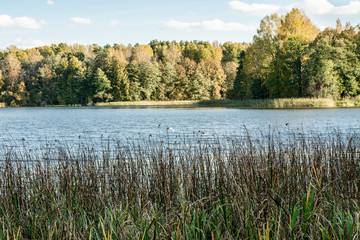 blue lake with shores overgrown with grass and trees, autumn landscape with a marshy water and the shifting light of the setting sun