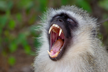Vervet Monkey Yawning