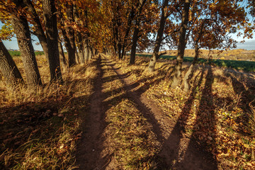 Fototapeta premium Beautiful evening scene in the oak alley, sun rays and long shadows