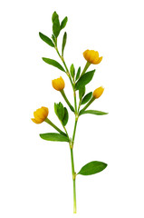 Green twig with fresh leaves and yellow flowers