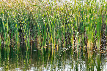 reeds and vegetation in the water, autumn wild nature background