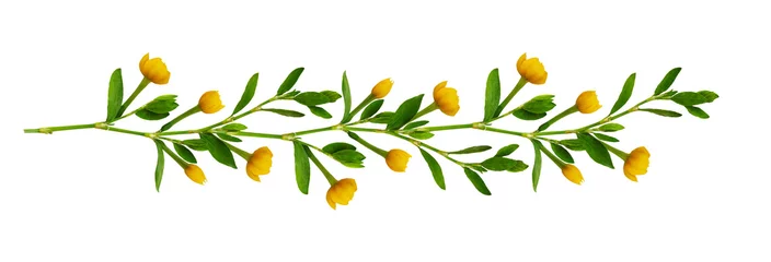 Küchenrückwand glas motiv Blumen Linienarrangement mit frischen Blättern und gelben Blüten