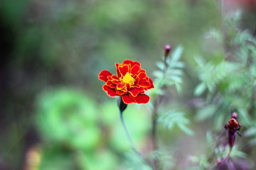 Obraz premium flowers and nature