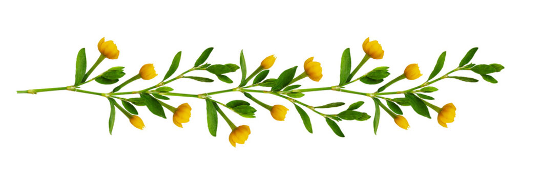Fototapeta Line arrangement with fresh leaves and yellow flowers