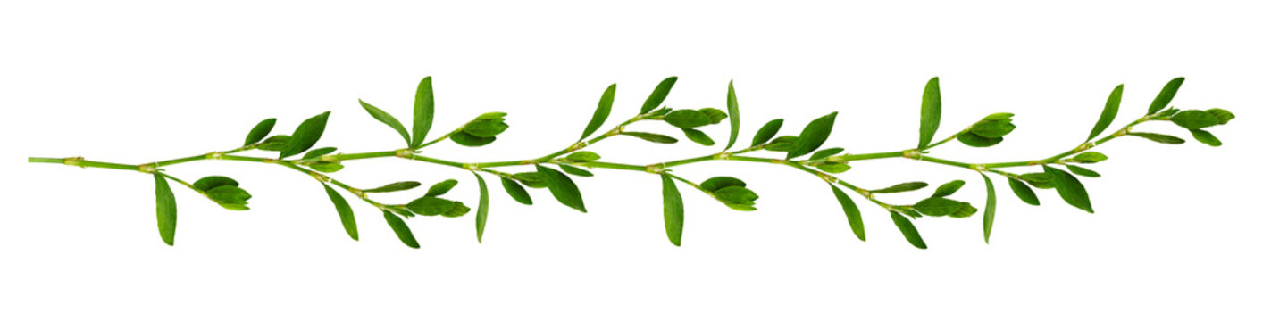 Line arrangement with fresh leaves isolated on white