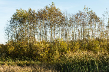 Fototapeta premium marshland with growing reeds and trees in the light of the setting sun, autumn windy evening