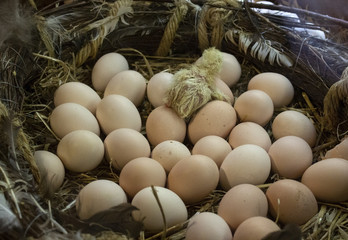 Chick hatching egg