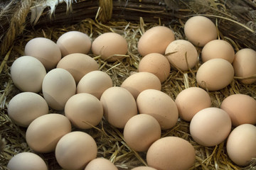 Nest with eggs
