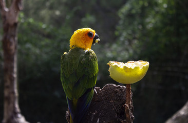 Exotic parrot bird