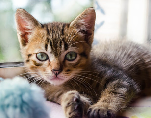 Fototapeta premium Bengal kitten
