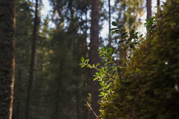 plants on the edge of a rock
