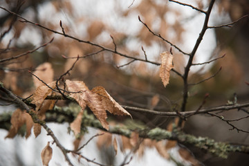 Dry leaves on branches.