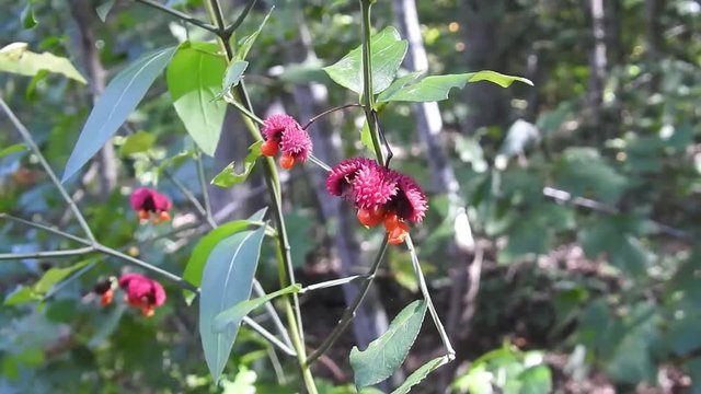 Fall Flowers in the Wind