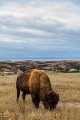 Bison of Theodore Roosevelt National Park