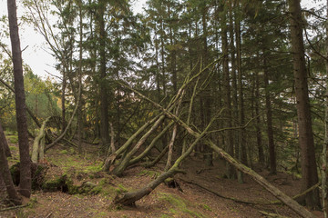 Obraz premium Autumn in Sweden