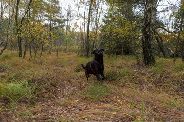 Dog playing in a muddy forest