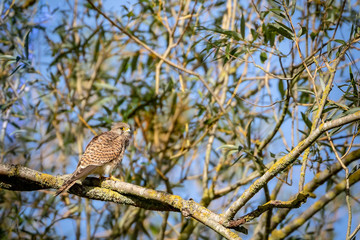 Female kestrel perched on a tree on sunny day in Hainault forest country park in Essex, England