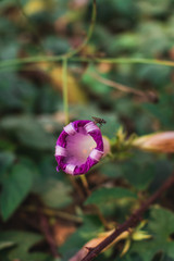 Fototapeta na wymiar Insect on Purple Flower