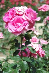 La Rosaleda de Madrid