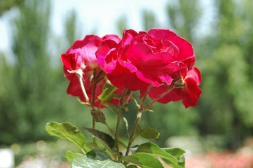 La Rosaleda de Madrid