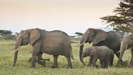 Fototapeta na wymiar African Elephant