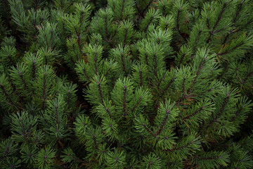 close up green pine leaves in usu peak showa-shinzan mountain hokkaido japan