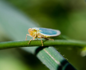 Leafhooper Bug
