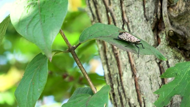 Bug on leaf (Lanternfly)