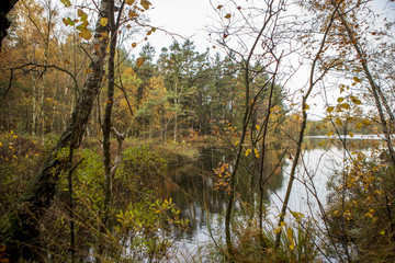 Fototapeta premium Autumn in Sweden
