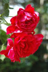 La Rosaleda de Madrid