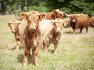 Terneros de las Tierras Altas de Escocia