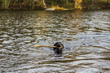 Dog playing in the lake