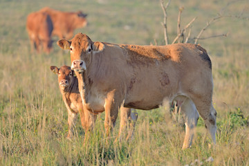 Brown Cow. © Tomasz Warszewski