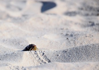 Hermit crab on sand