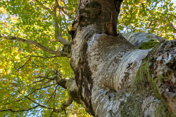 bunter herbstlicher Laubbaum