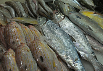 seafood for sell in a market stall