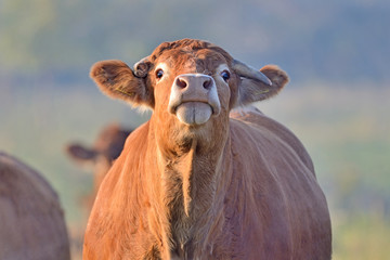 Brown Cow. - obrazy, fototapety, plakaty