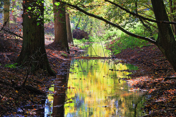 Kleiner Bach im herbstlichen Wald
