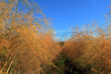 Obraz premium Spargelfeld im Herbst