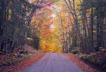 Autumn foliage with red, orange and yellow fall colors in A Northeast forest, USA