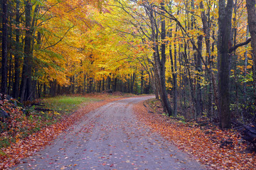 Autumn foliage with red, orange and yellow fall colors in A Northeast forest, USA