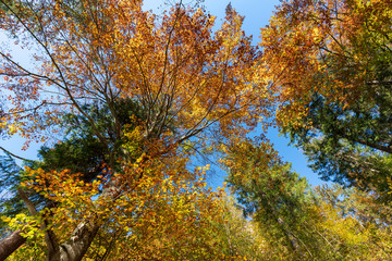 Fototapeta premium Laubbäume im Herbst
